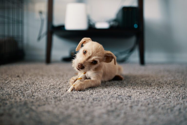 Light brown dog, small, laying on carpet and eating a dog treat