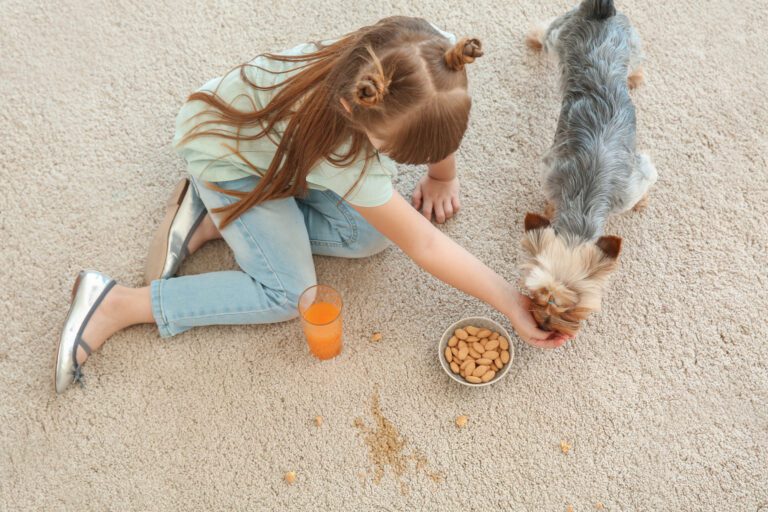 Small girl sharing treats with a small dog, some of her juice has spilled and stained the beige carpet
