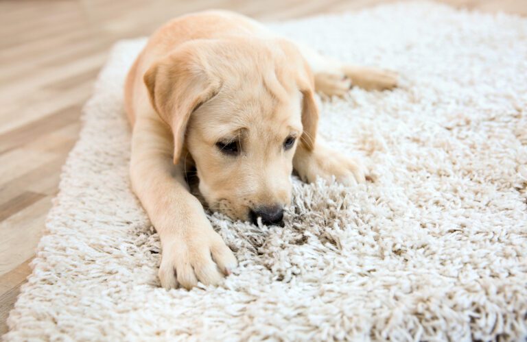 Yellow lab puppy laying on white rug and sniffing a dirt stain