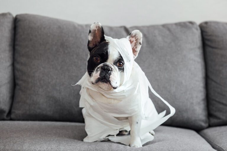 French Bulldog has wrapped itself up in toilet paper and is sitting on grey couch