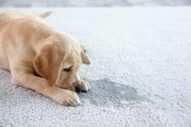 Puppy laying on carpet looking at urine stain
